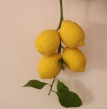 Citrus limon