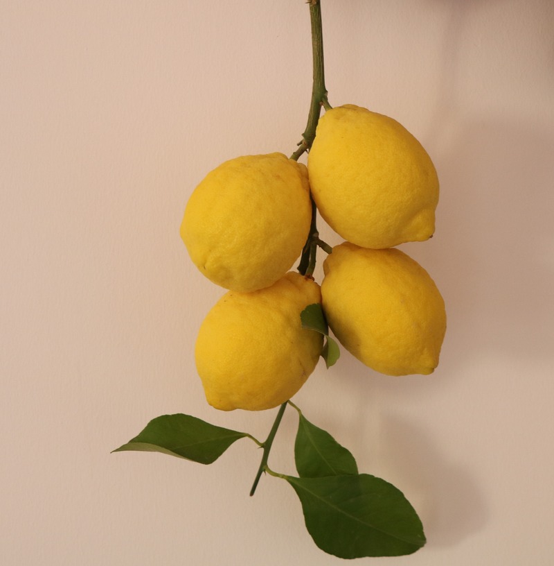 Image of Citrus limon specimen.