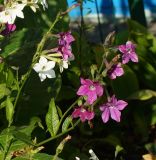 Nicotiana alata