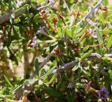 Lycium schweinfurthii