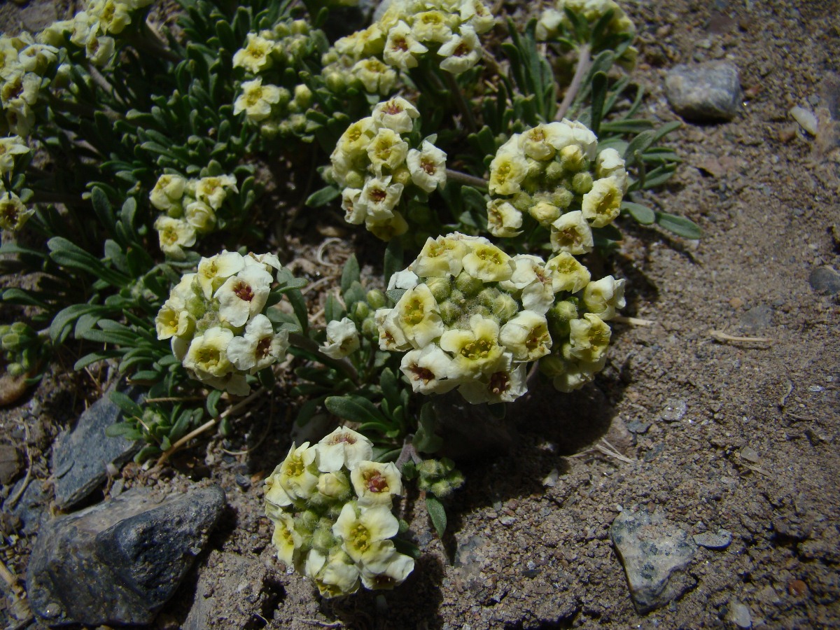 Image of Braya pamirica specimen.