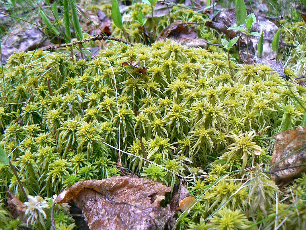 Изображение особи род Sphagnum.