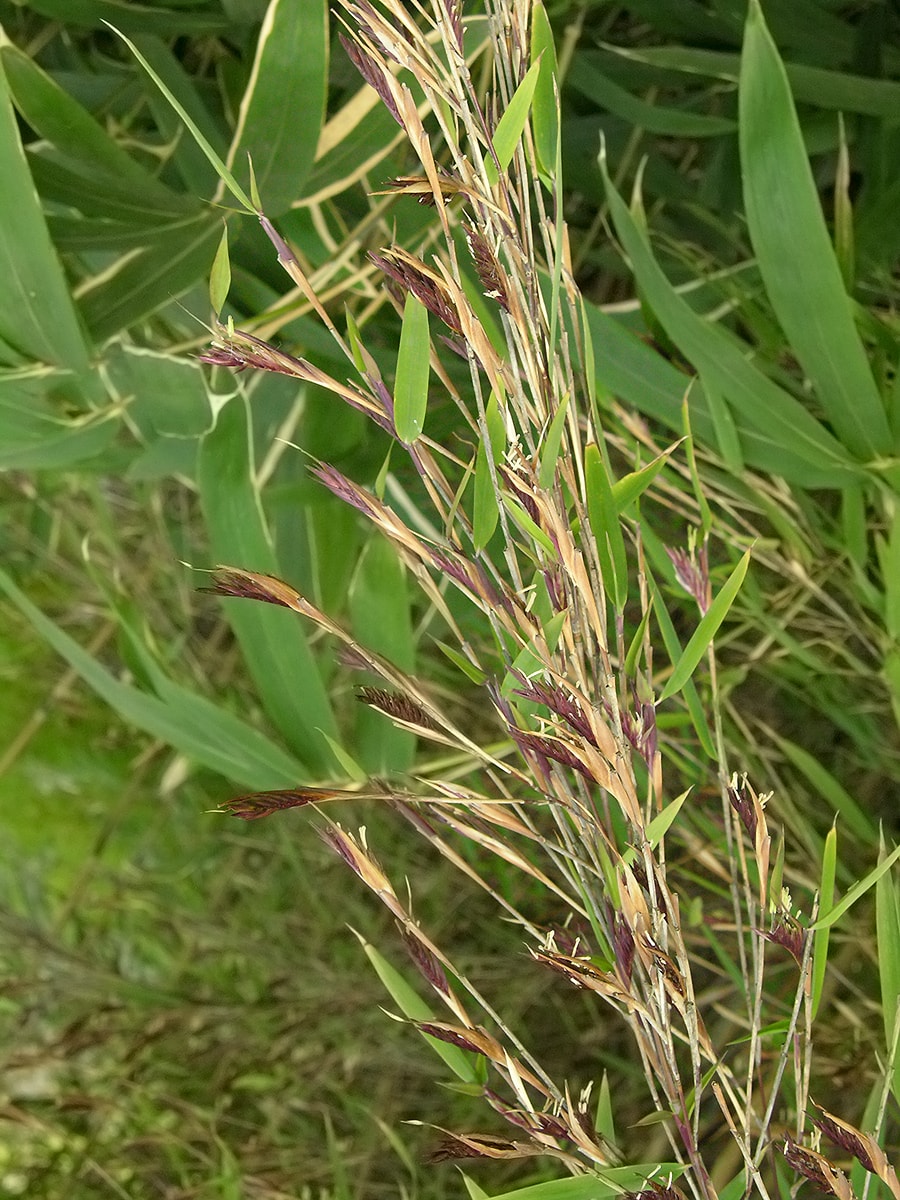 Image of Sinarundinaria nitida specimen.