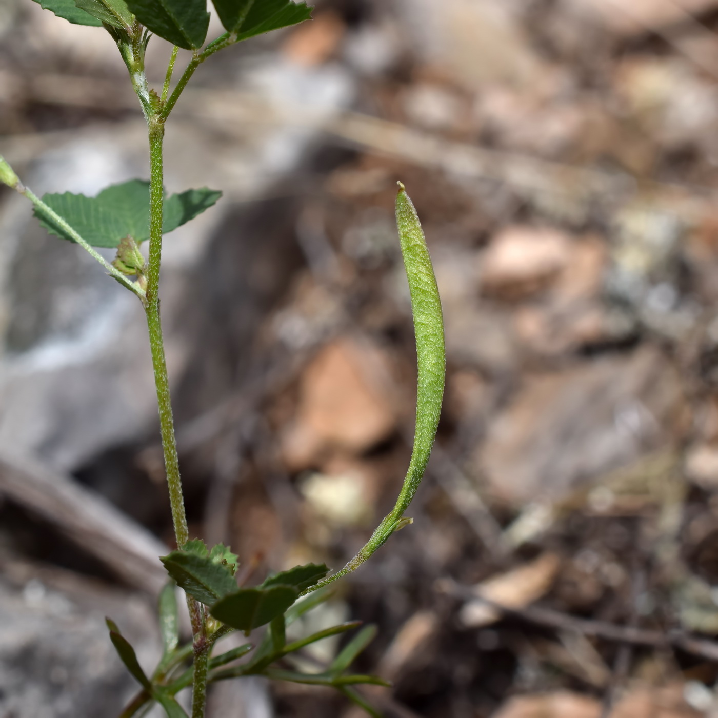 Изображение особи Trigonella striata.