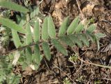 Oxytropis pilosa