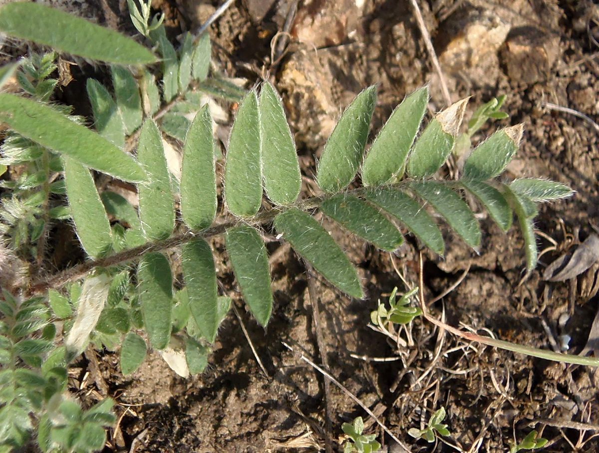 Изображение особи Oxytropis pilosa.