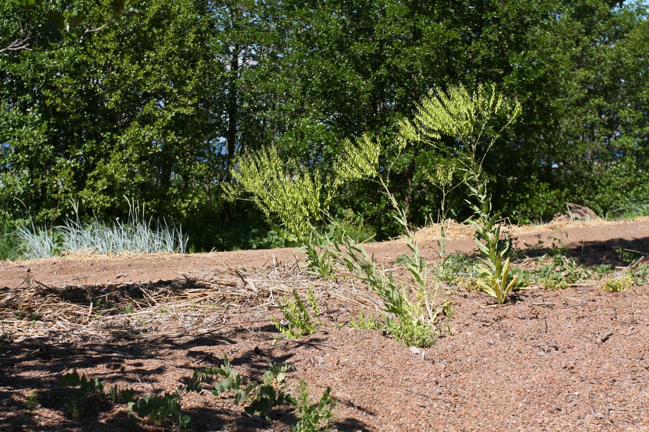 Image of Isatis tinctoria specimen.