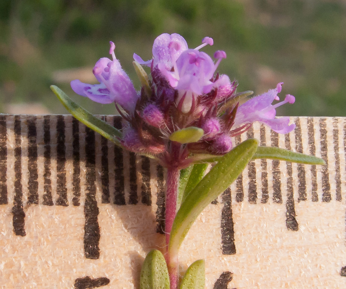 Image of Thymus elenevskyi specimen.