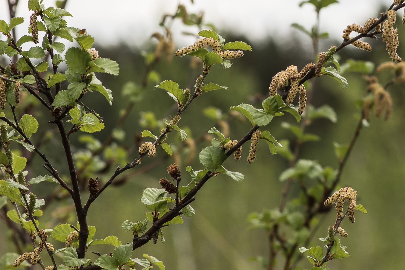 Image of Betula humilis specimen.