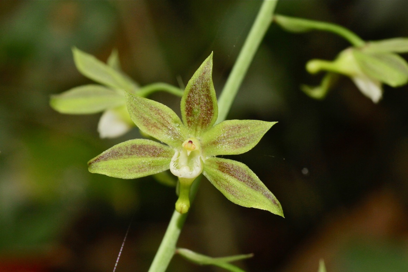Image of Eulophia gracilis specimen.