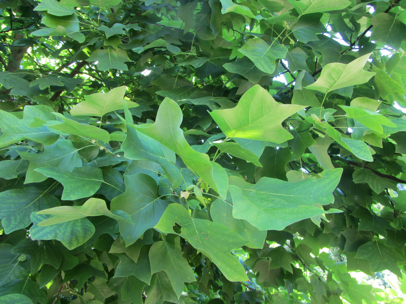 Image of Liriodendron tulipifera specimen.