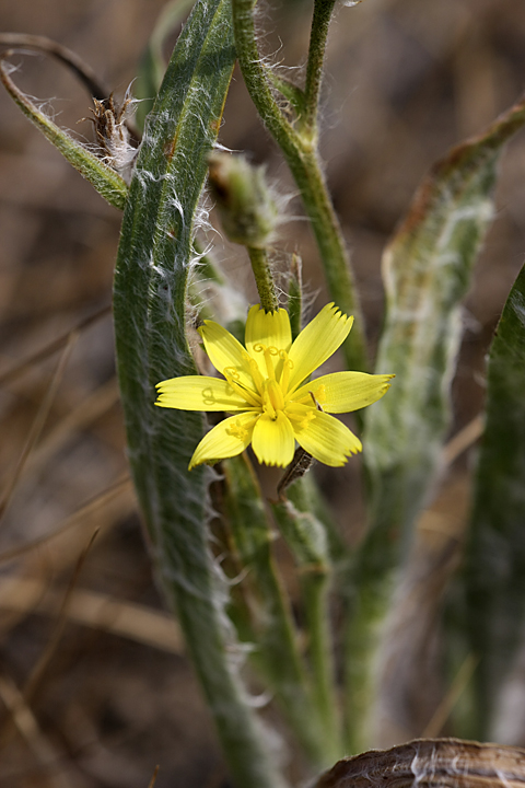 Изображение особи Scorzonera circumflexa.