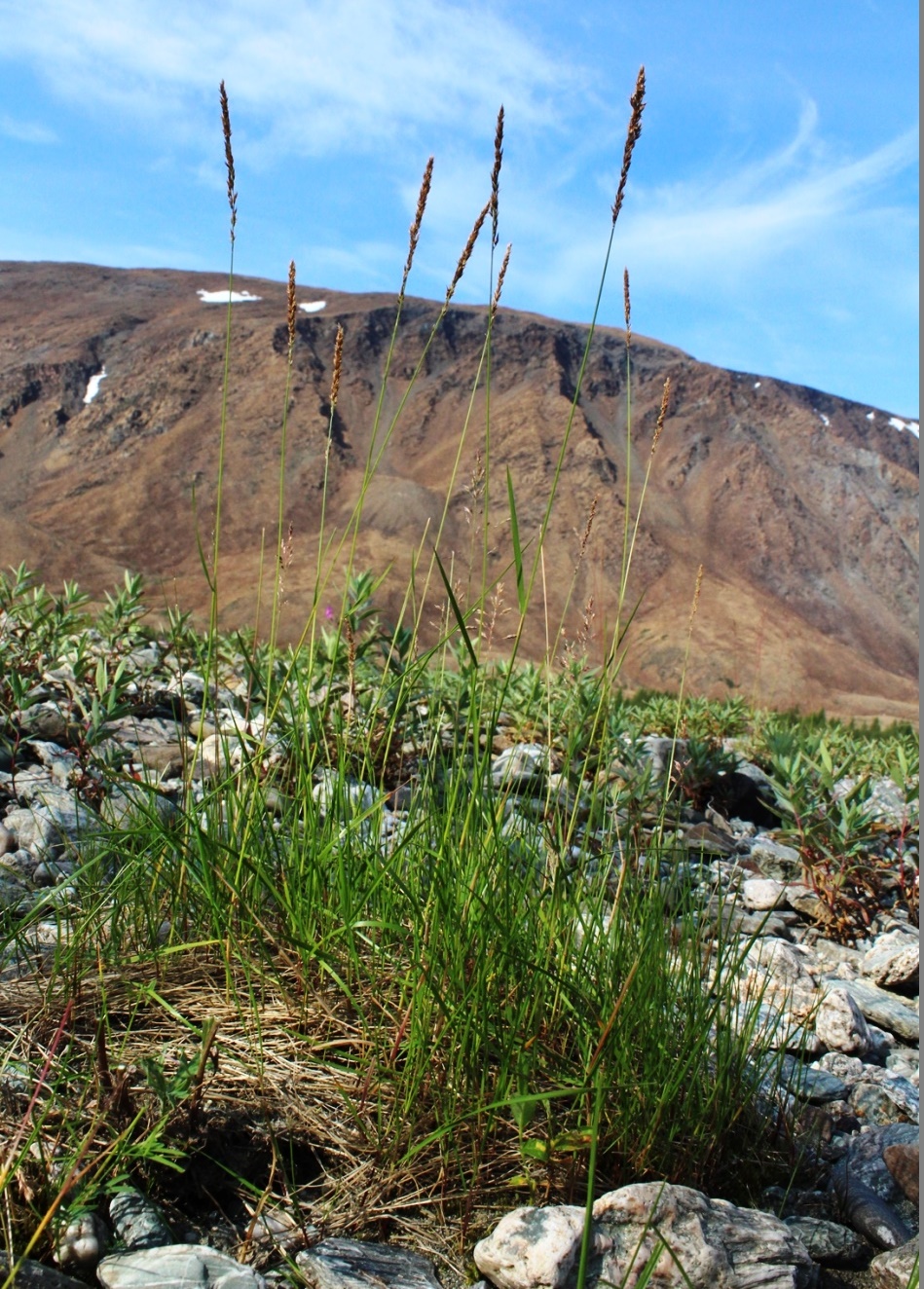 Image of Calamagrostis holmii specimen.