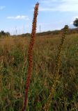 Plantago uliginosa. Соплодия. Украина, Запорожская обл., Гуляйпольский р-н, г. Гуляйполе, берег р. Гайчур, луговая степь. 21.08.2020.