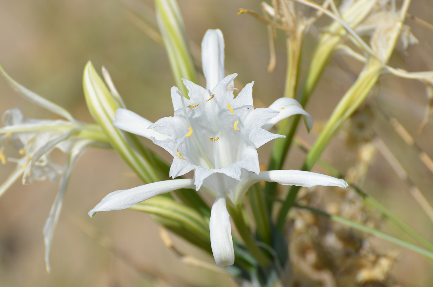 Изображение особи Pancratium maritimum.