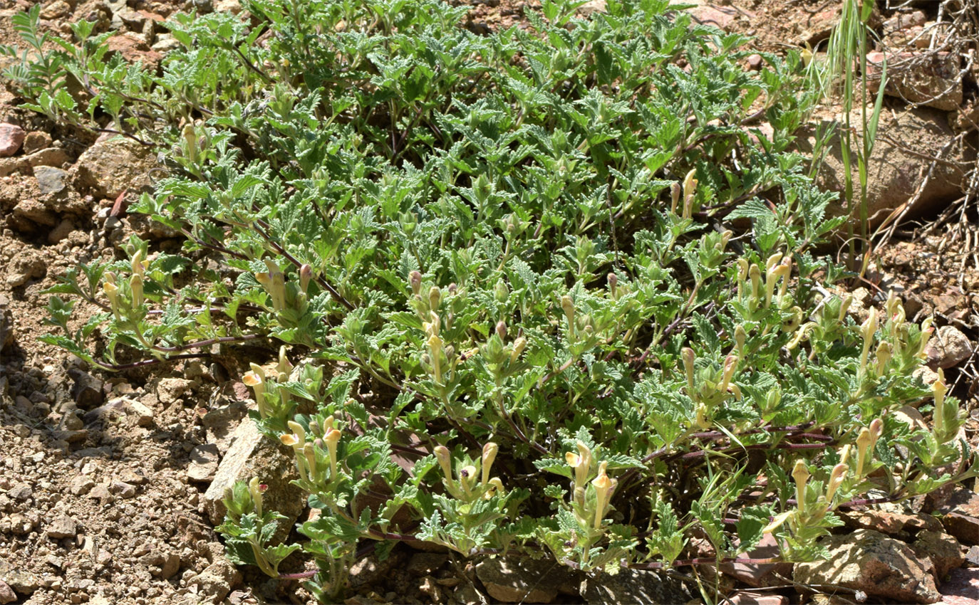 Изображение особи Scutellaria adenostegia.