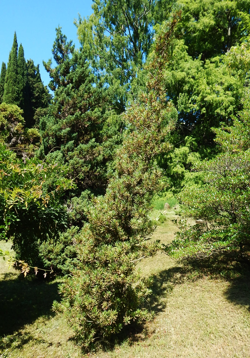Image of Podocarpus macrophyllus var. maki specimen.