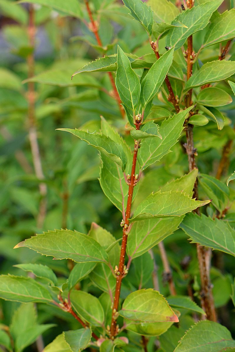 Image of Forsythia &times; intermedia specimen.