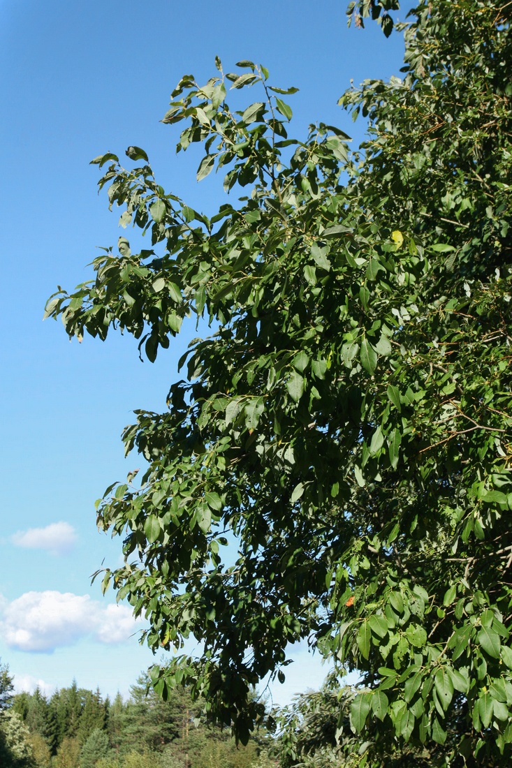 Image of Salix caprea specimen.