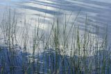 Eleocharis palustris