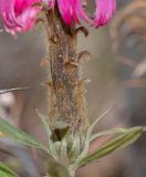 Barnadesia horrida