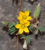 genus Oxalis. Цветки и созревающий плод. Перу, регион Куско, археологический комплекс \"Писак\", центральная часть комплекса, в щели каменной кладки. 12.10.2019.