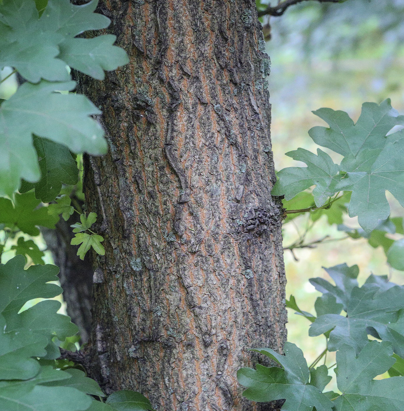 Image of Acer campestre specimen.