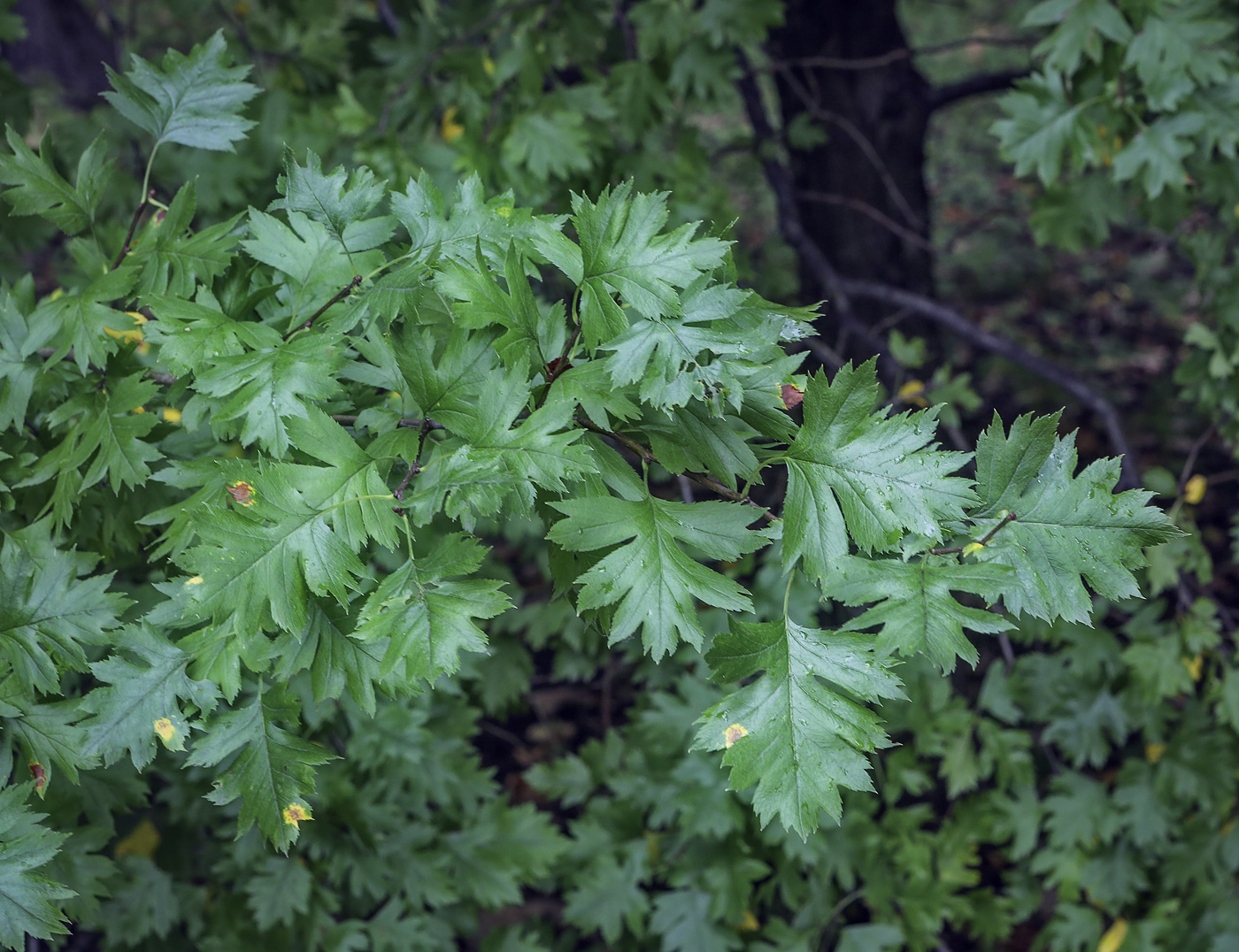 Изображение особи род Crataegus.