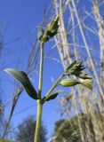 Melandrium latifolium