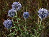 Echinops ruthenicus. Верхушки побегов с соцветиями. Южный берег Крыма, посёлок Оползневое, август 2004 г.