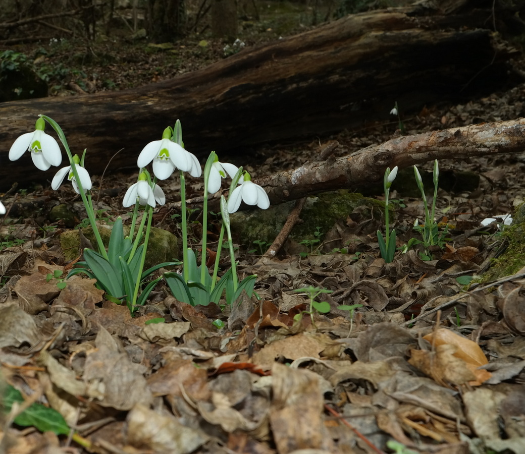 Image of Galanthus plicatus specimen.