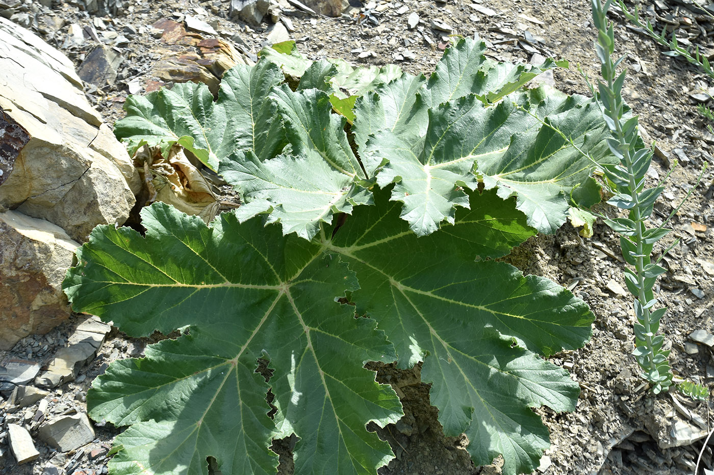 Image of Heracleum stevenii specimen.