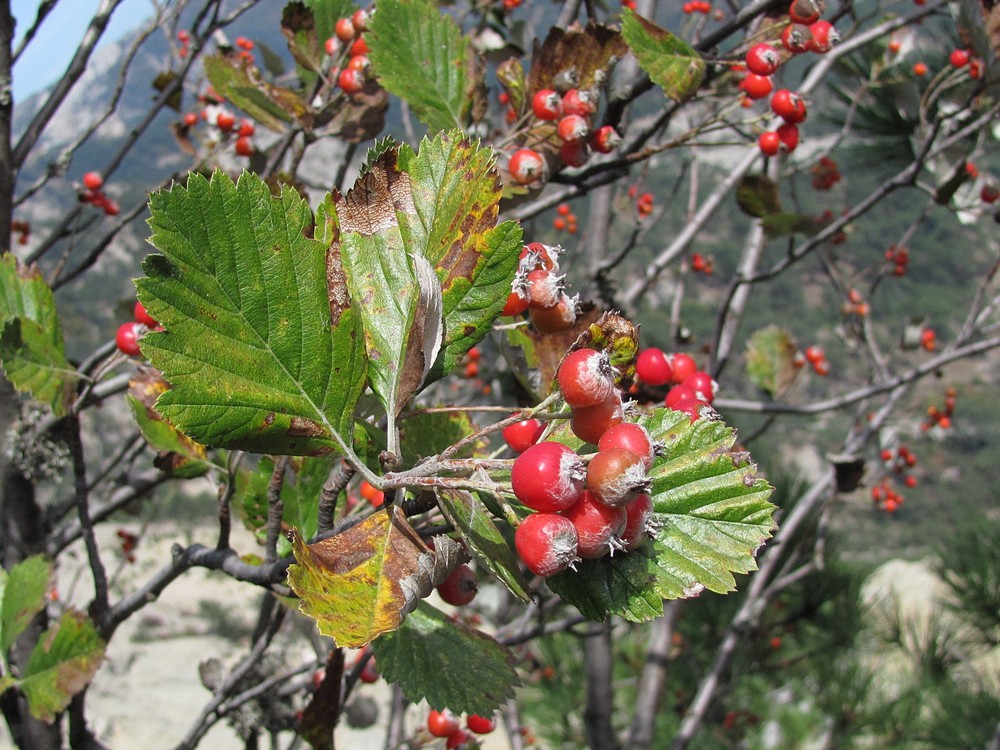 Изображение особи Sorbus tauricola.