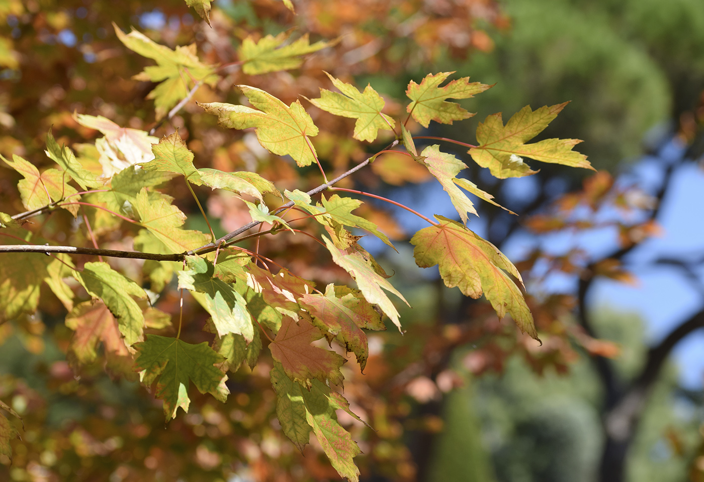 Image of Acer &times; freemanii specimen.