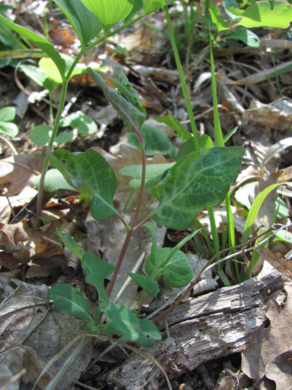 Изображение особи Lonicera caprifolium.