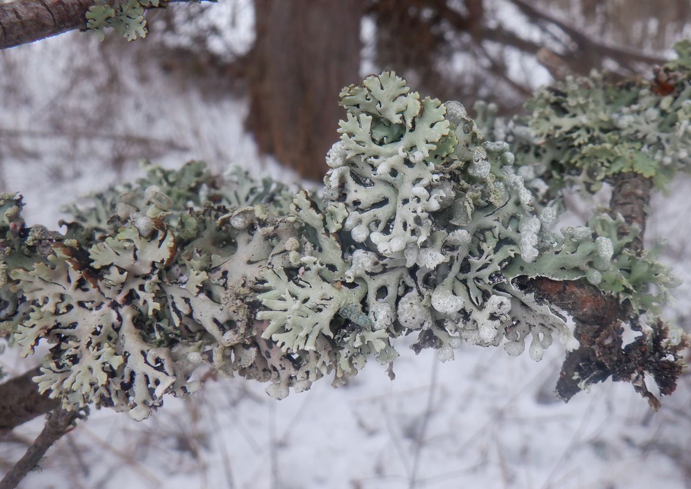 Изображение особи Hypogymnia physodes.