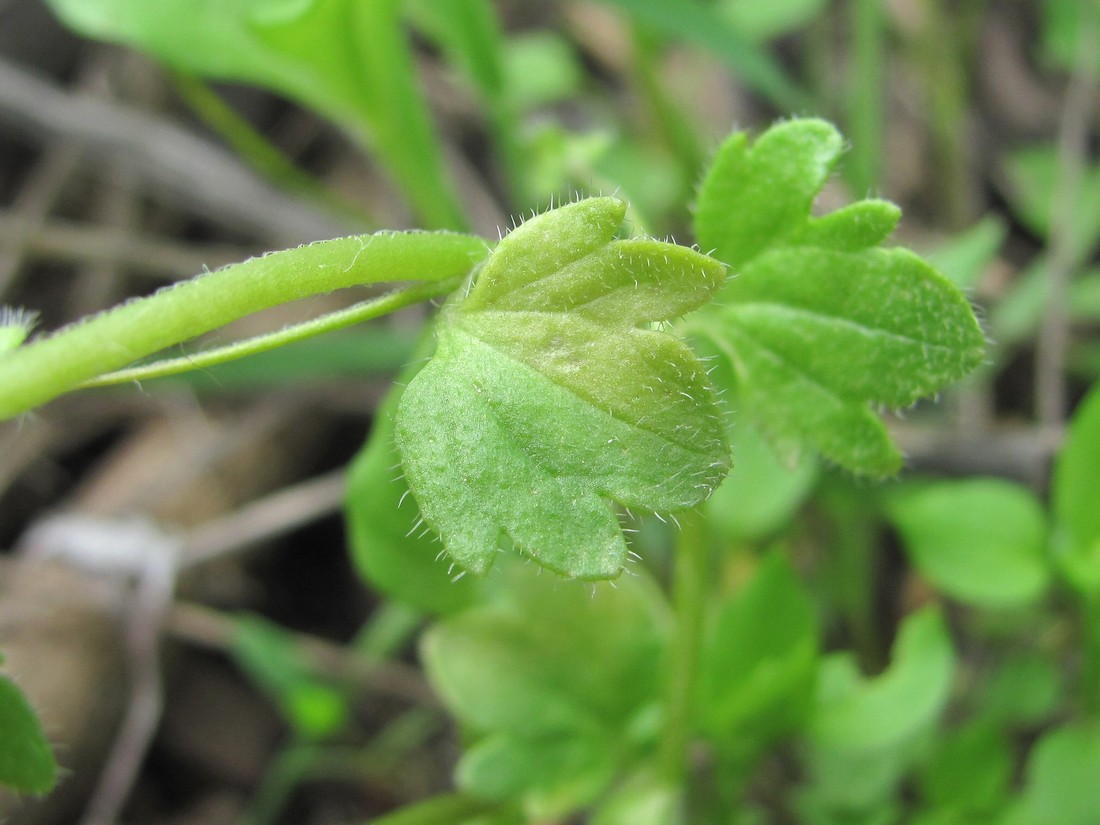 Image of Veronica sublobata specimen.