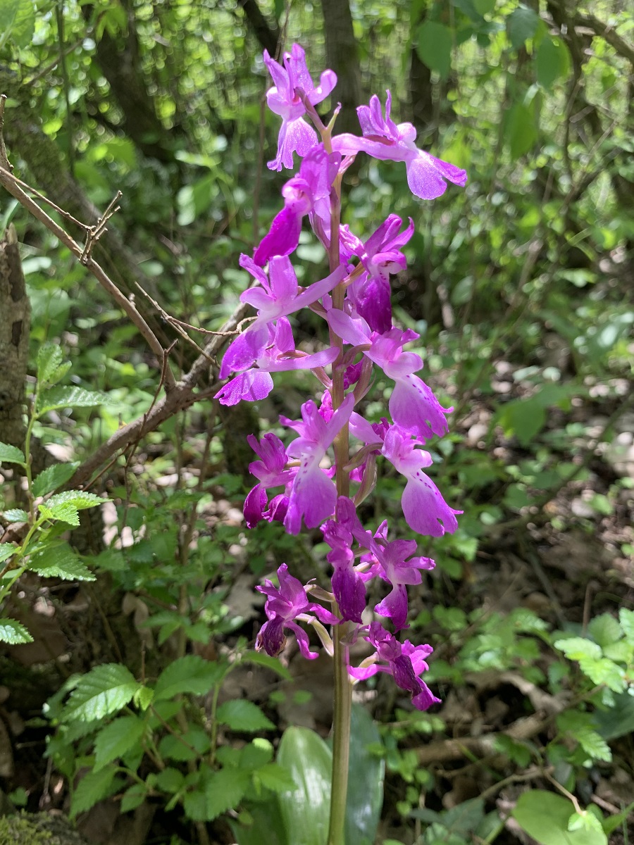 Изображение особи Orchis mascula.