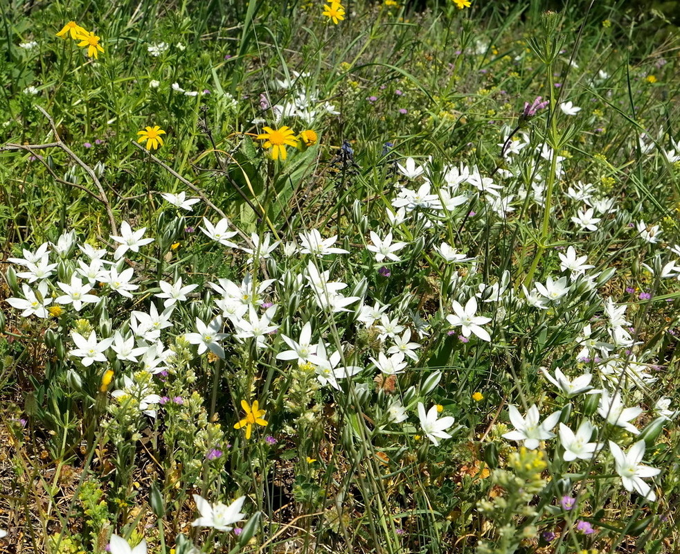 Изображение особи Ornithogalum navaschinii.