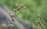 Carex praecox