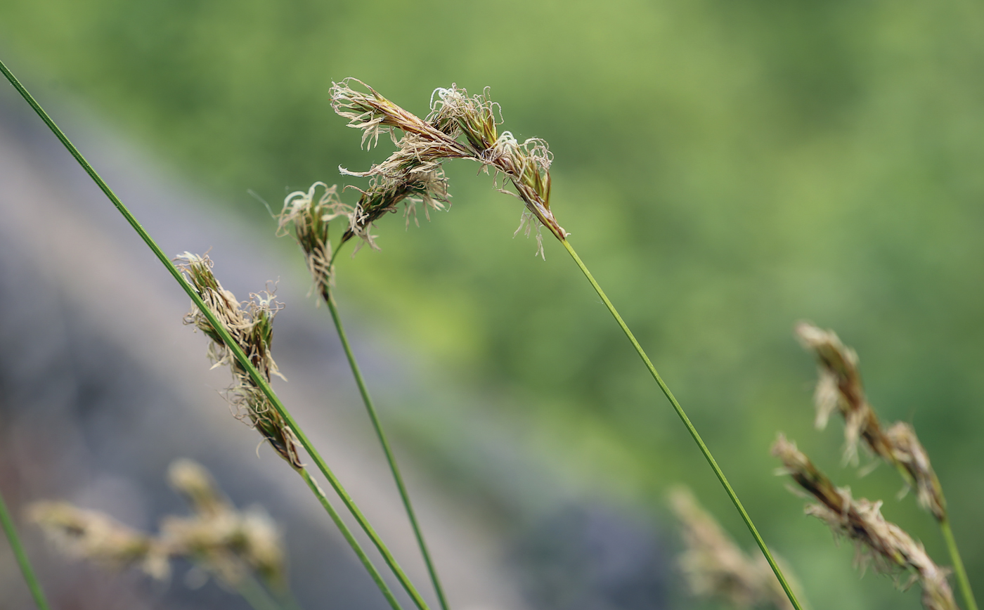 Image of Carex praecox specimen.