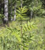 Filipendula ulmaria. Верхушка побега с развивающимся соцветием. Пермский край, г. Пермь, Кировский р-н, мкр. Берёзовая Роща, разнотравный луг. 29.05.2021.