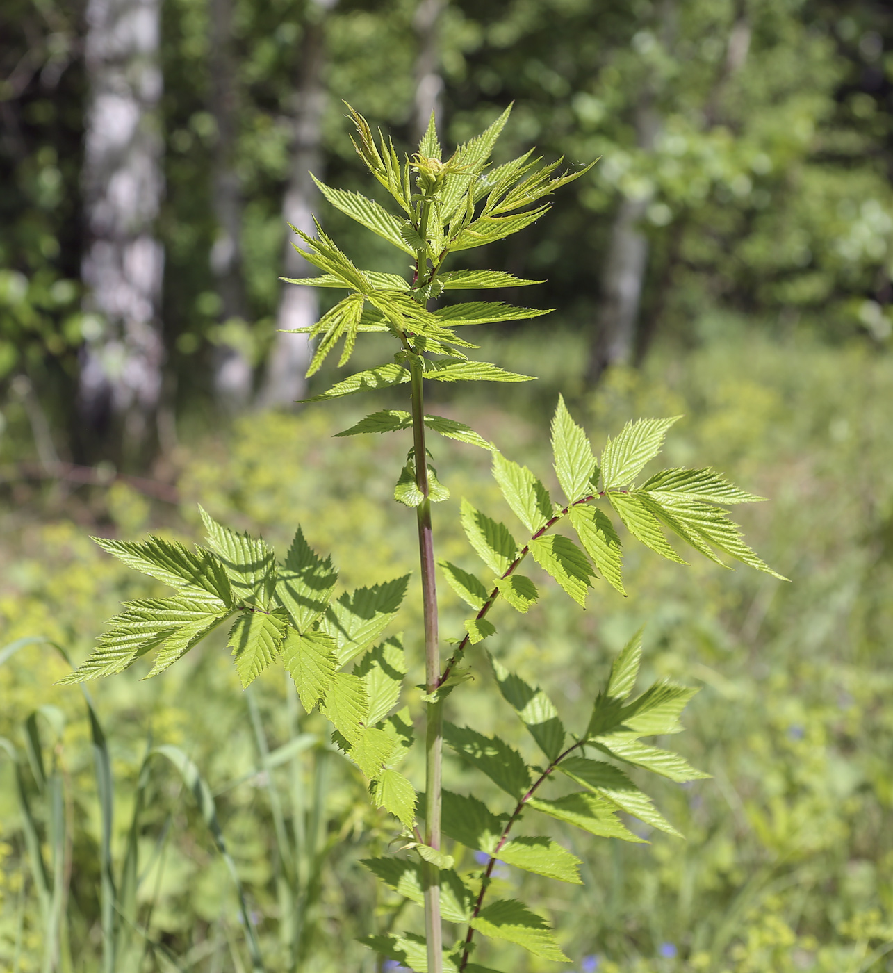 Image of Filipendula ulmaria specimen.