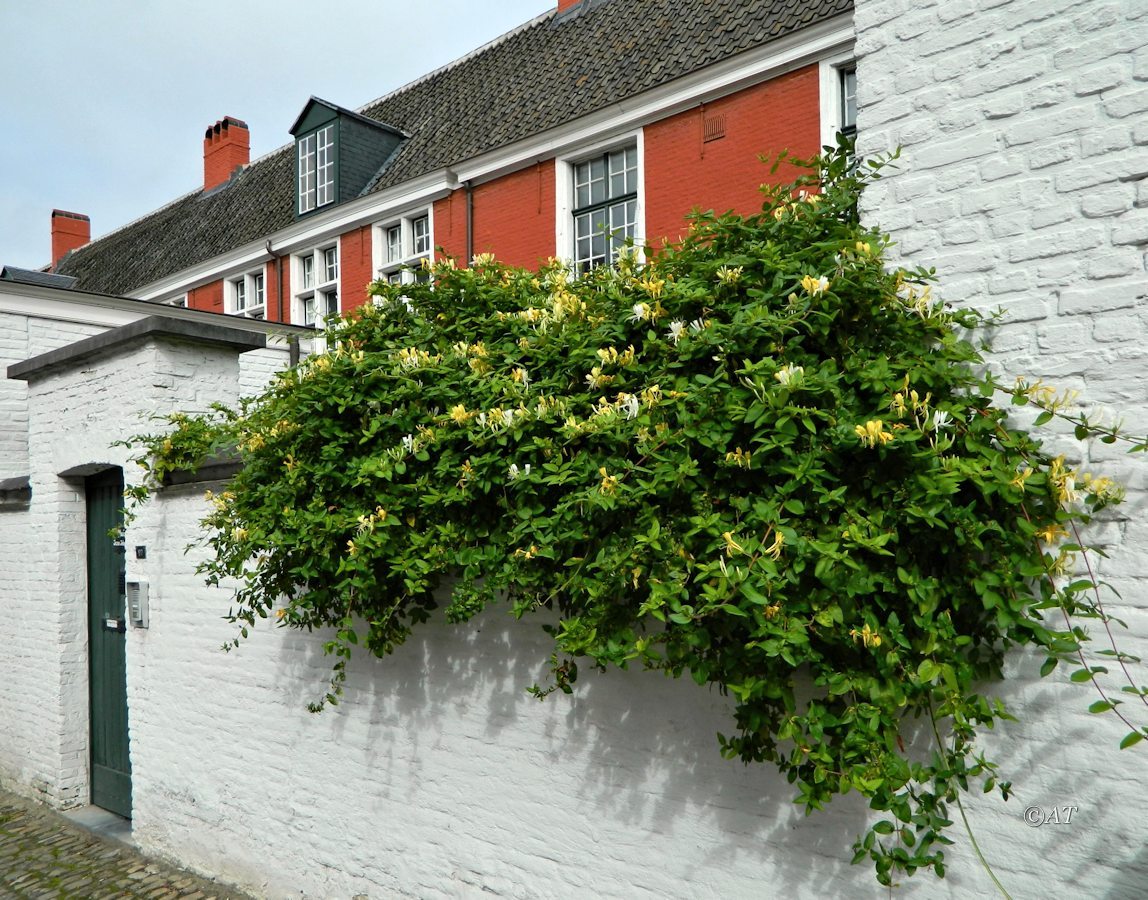 Image of Lonicera japonica specimen.