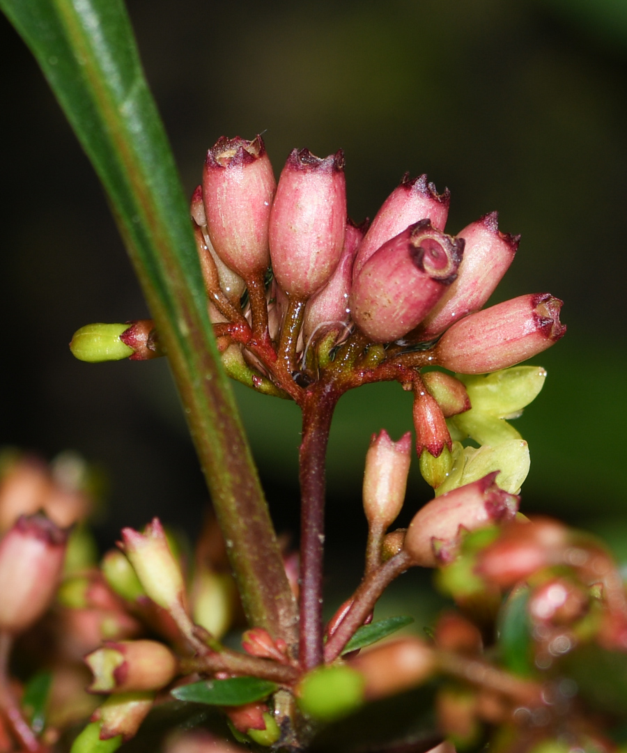 Image of Hoffmannia obovata specimen.