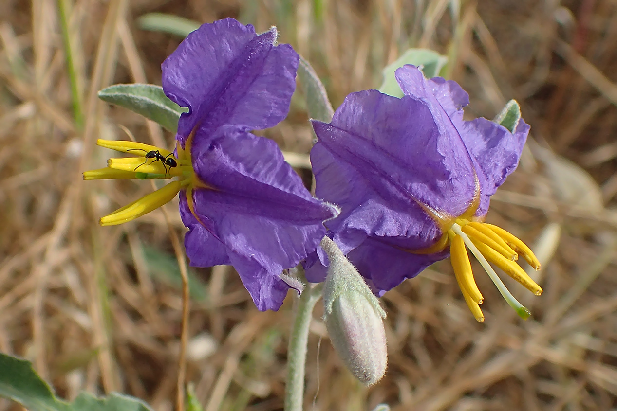 Изображение особи Solanum elaeagnifolium.