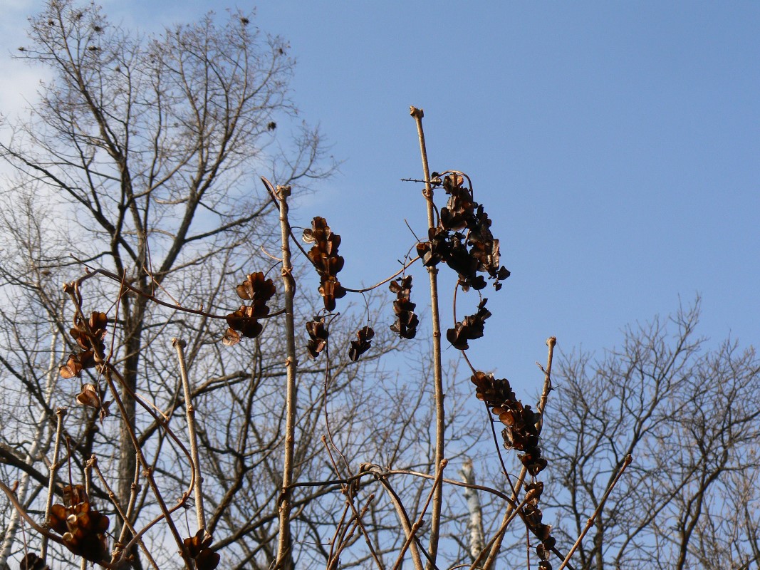 Image of Dioscorea nipponica specimen.