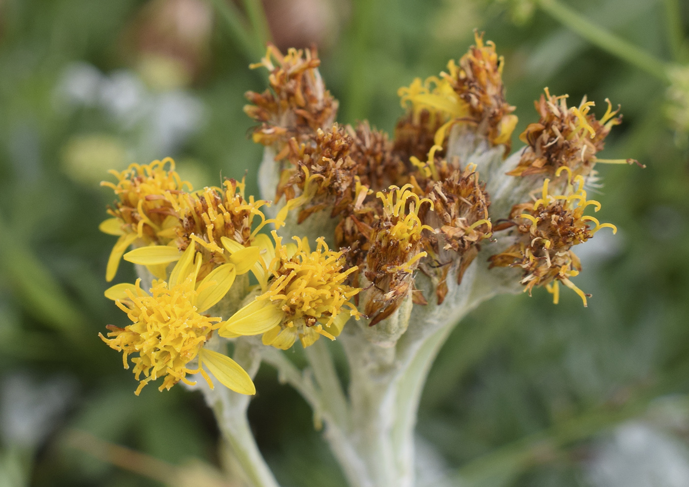 Image of Senecio leucophyllus specimen.