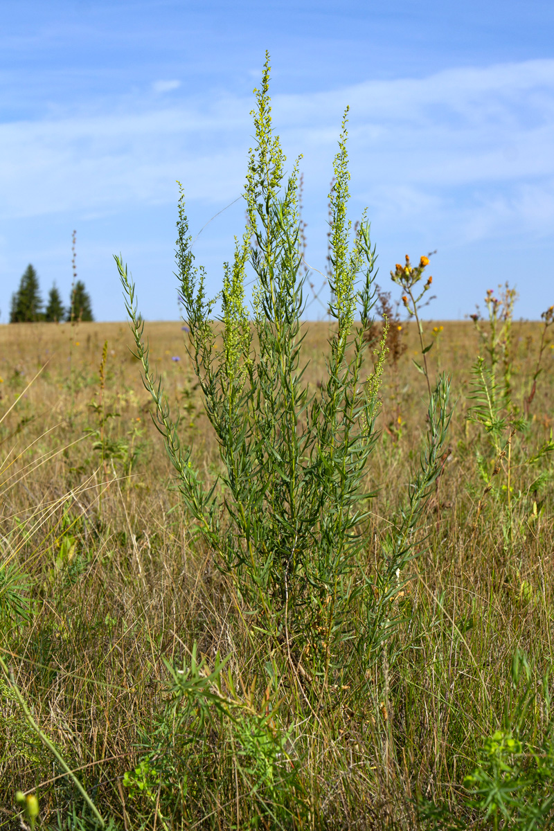 Image of Artemisia dracunculus specimen.