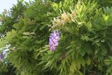 Wisteria sinensis